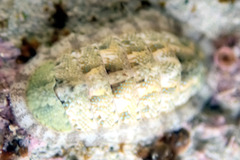 Ischnochiton thomasi