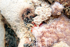 Botryllus
