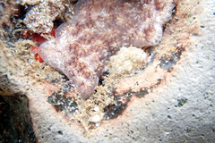 Distaplia