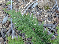 Myriopteris clevelandii
