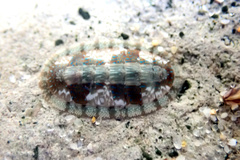 Ischnochiton smaragdinus