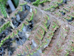 Myriopteris clevelandii