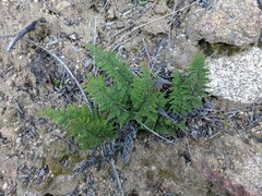 Myriopteris clevelandii