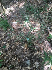 Muhlenbergia tenuiflora