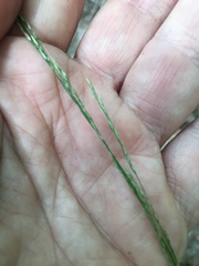 Muhlenbergia tenuiflora
