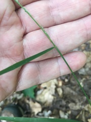 Muhlenbergia tenuiflora