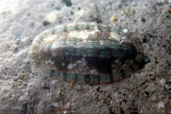 Ischnochiton smaragdinus