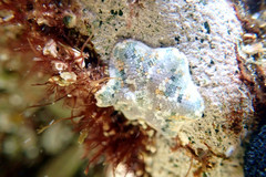 Meridiastra occidens