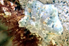 Meridiastra occidens