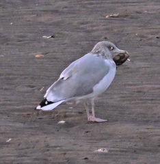 Larus argentatus image