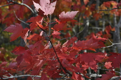 Acer rubrum image