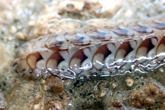 Lepidonotus melanogrammus