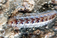 Lepidonotus melanogrammus