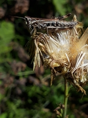 Chorthippus macrocerus