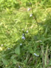 Lobelia inflata