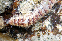 Lepidonotus melanogrammus