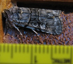 Sympistis chionanthi