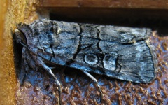 Sympistis chionanthi