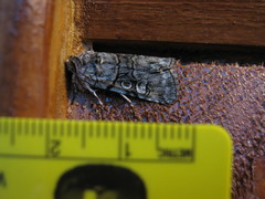 Sympistis chionanthi