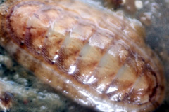 Ischnochiton cariosus