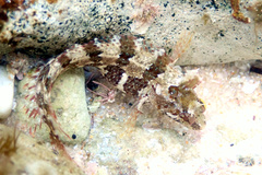 Common Weedfish photo 3