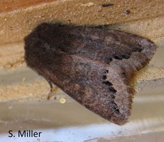 Orthosia garmani