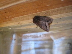 Orthosia garmani