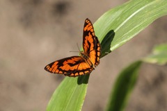 Byblia anvatara acheloia