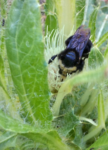 iNaturalist observation photo of Yellow-faced Bumble Bee