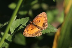 Byblia anvatara acheloia