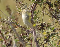 Iduna caligata
