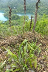 Pitcairnia