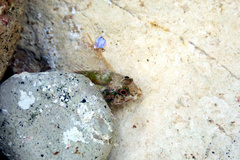 Helcogramma decurrens