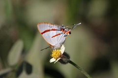 Iolaus sidus