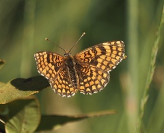 Melitaea deione