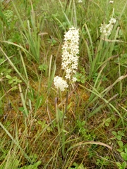 Melanthieae