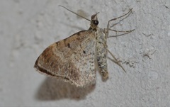 Xanthorhoe spadicearia
