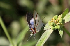 Iolaus sidus