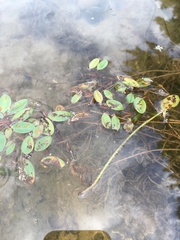 Potamogeton epihydrus