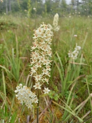 Melanthieae