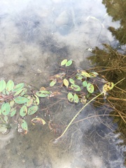 Potamogeton epihydrus