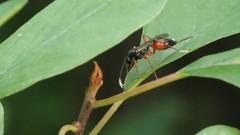 Agrothereutina