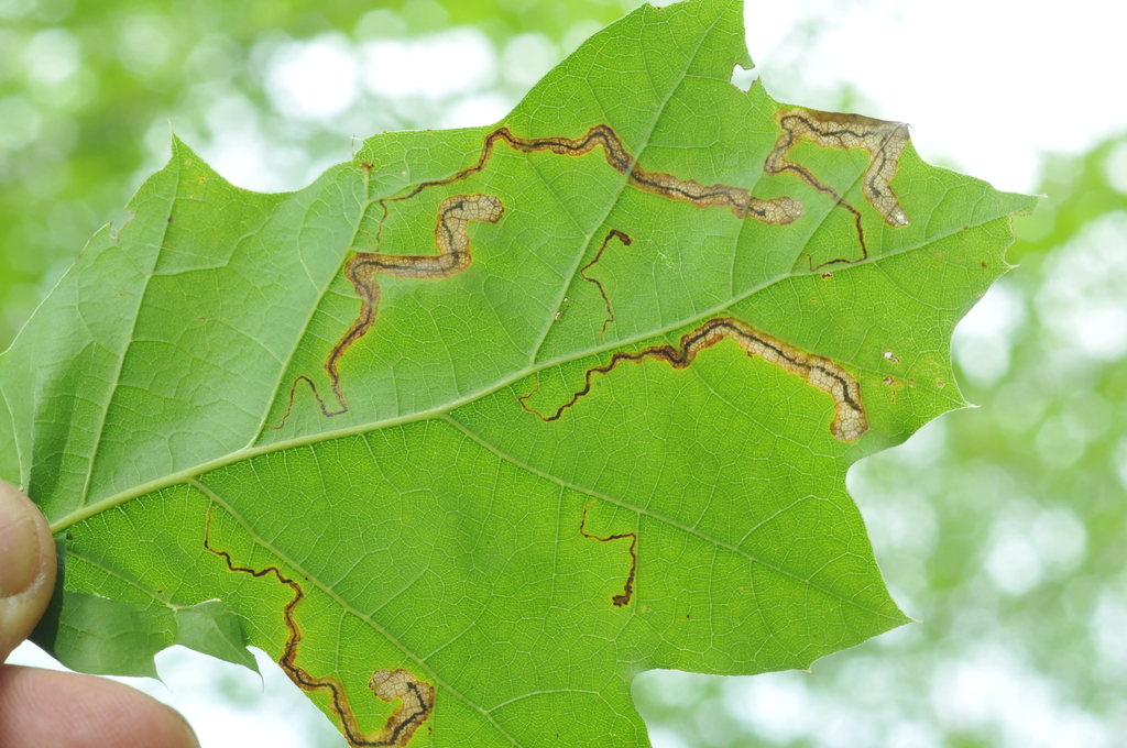 Stigmella quercipulchella group