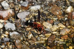 Synagris aestuans rufa