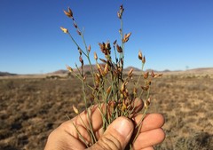 Polygala leptophylla