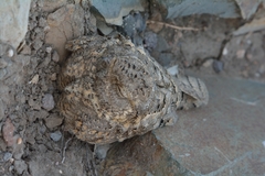 Caprimulgus mahrattensis
