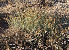 Polygala leptophylla