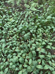 Convallaria majalis