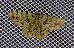 Aeolochroma hypochromaria