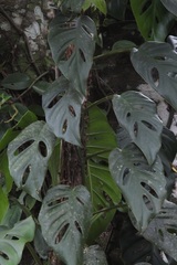 Monstera obliqua